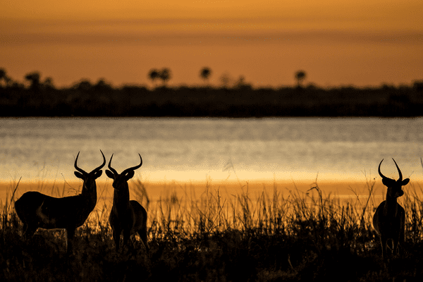 Okavango_Episode1_BeverlyJoubert