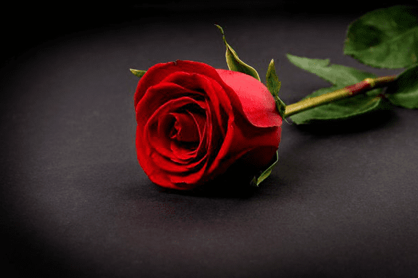 #TheBachelorSA