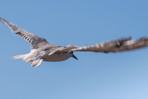 wrong tern release