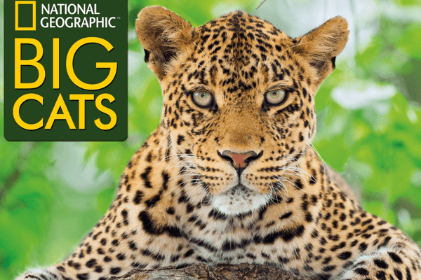 National Geographic Big Cats
