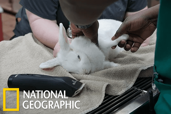 National Geographic Wild Vets