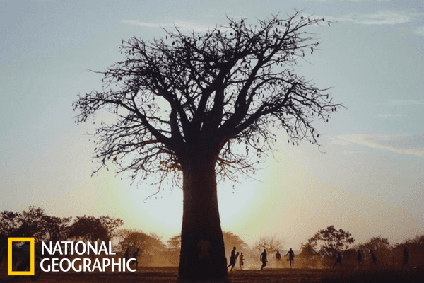 The Grand African Green Up