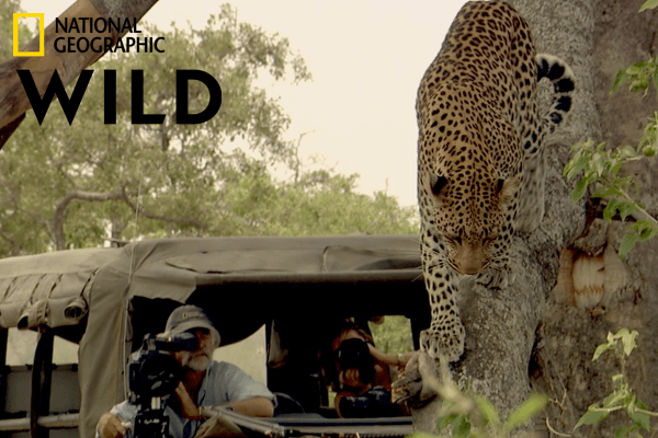 LivingWithBigCats