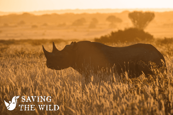 Saving the Wild