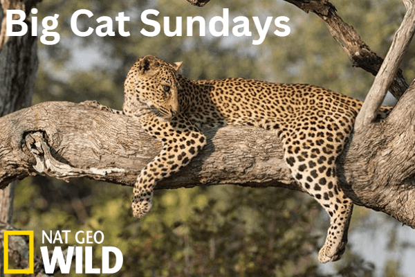 Big Cat Sundays