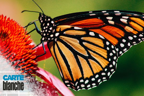 Butterflies Carte Blanche