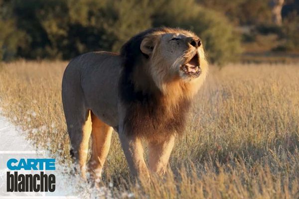 CB Lions in Loas