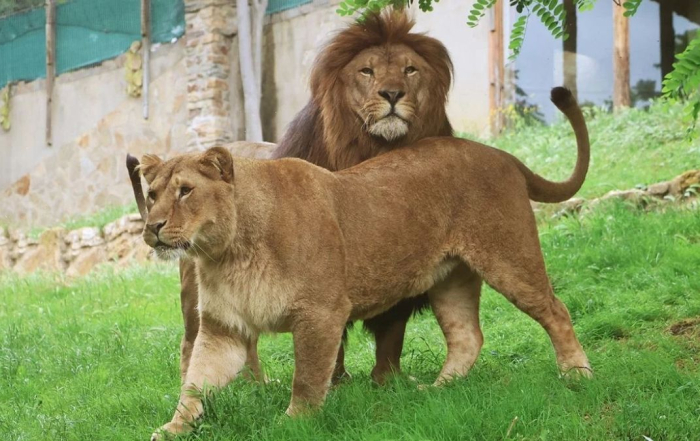Air France Repatriates Trafficked Lions Yoda and Ysis