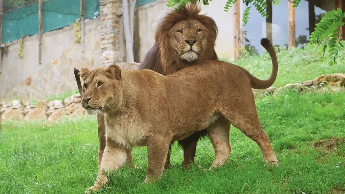 Air France Repatriates Trafficked Lions Yoda and Ysis