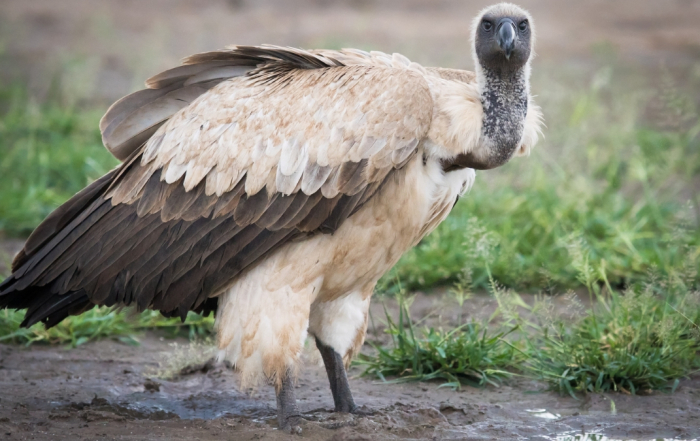 Bothongo Rhino & Lion Nature Reserve Cape Vulture