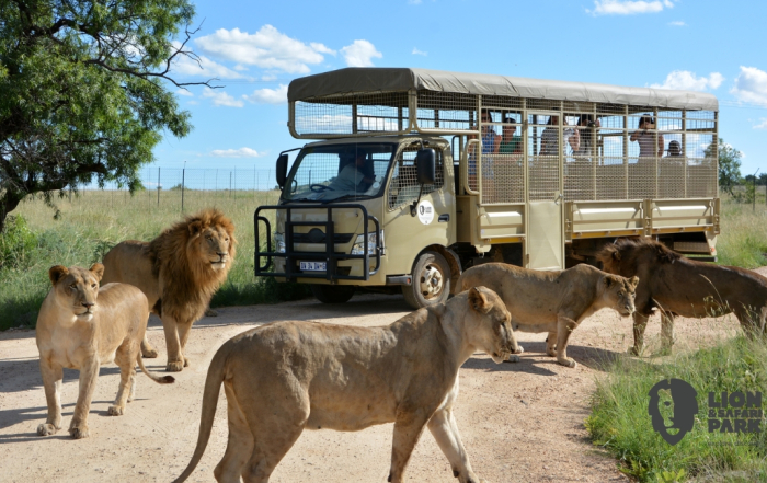 Lion & Safari Park