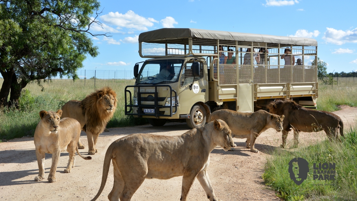 Lion & Safari Park