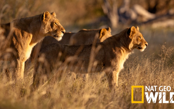 National Geographic Wild Untamed Africa