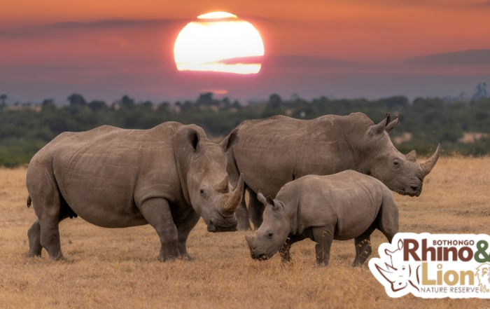 Bothongo Rhino and Lion Nature Reserve Launches Sunset Safari