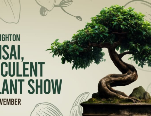 Visit The Houghton Bonsai, Succulent and Plant Show