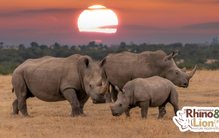 Bothongo Rhino & Lion Nature Reserve Festive Season Must