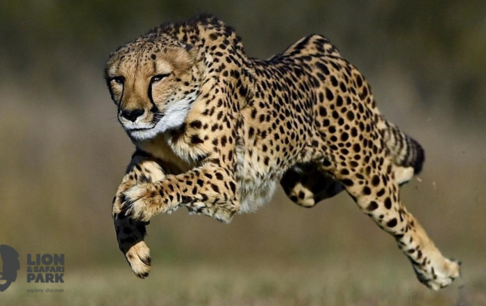 Lion & Safari Why Cheetahs Have Tear Marks