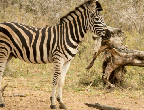 The Lion & Safari Park Celebrates World Zebra Day