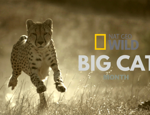 National Geographic Wild Turns Its Focus To Africa’s Most Iconic Predators