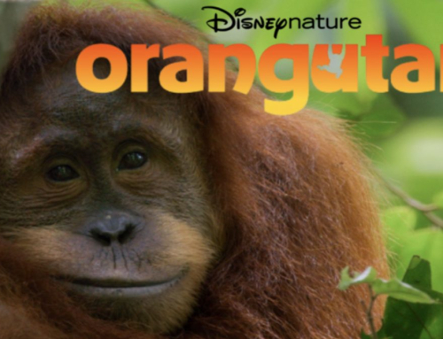 Disneynature’s All-New Upcoming Feature Film Orangutan Comes To Disney+