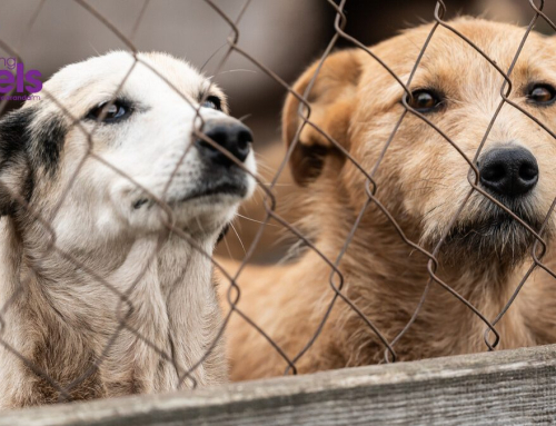 Jacaranda FM’s Good Morning Angels Donates To Gauteng SPCAs