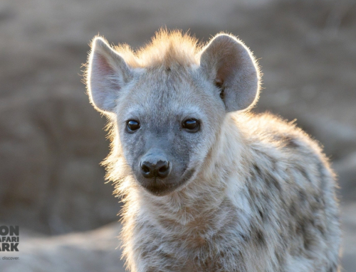 Setting The Record Straight About One of Africa’s Most Misunderstood Predators
