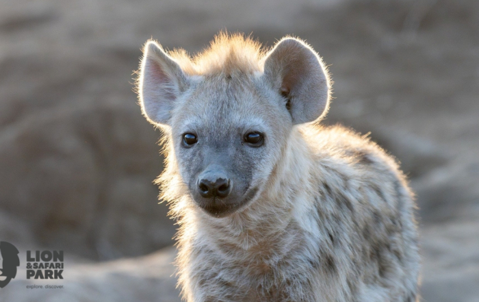 Lion & Safari Park Busts Hyena Myths