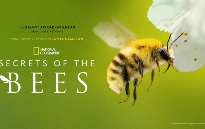 National Geographic Wild Secrets of the Bees