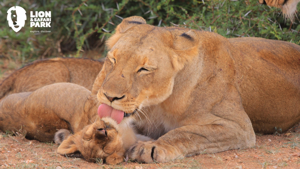 Lion & Safari Park Mother's Day
