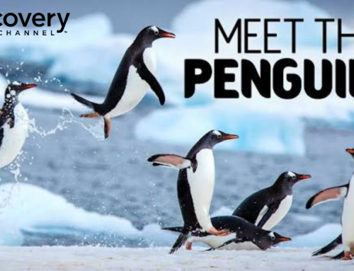Discovery Channel’s Meet the Penguins Premieres This July