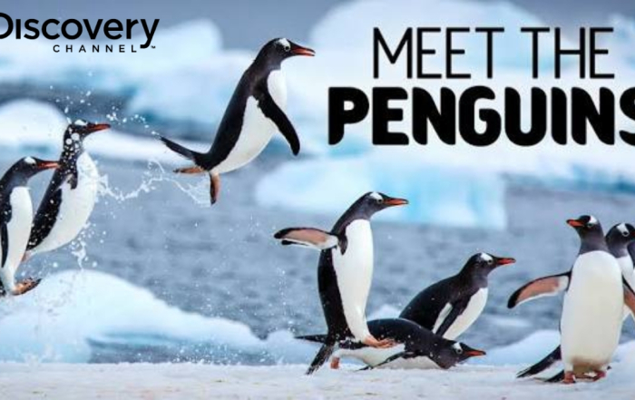 Discovery Channel Meet the Penguins