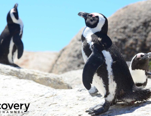 Discovery Channel’s Meet the Penguins Premieres This July