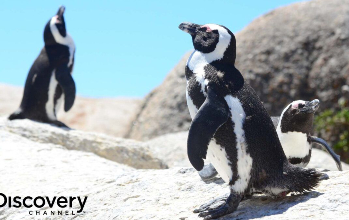 Discovery Channel Meet the Penguins Cape Town SANCCOB