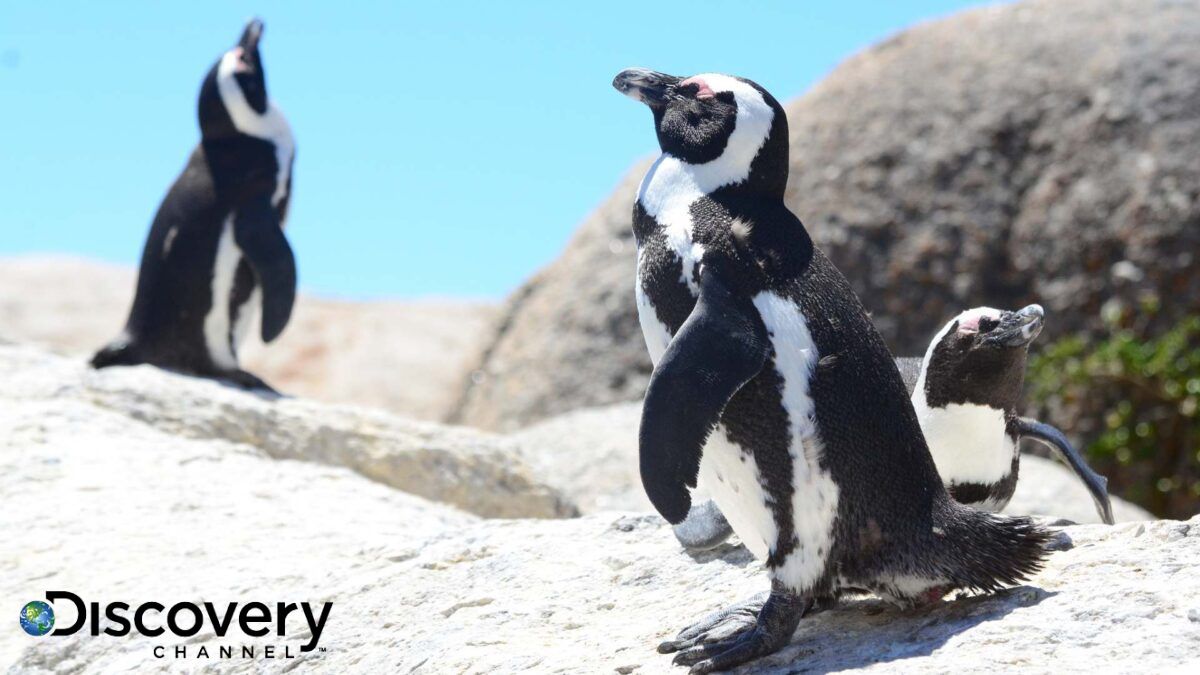 Discovery Channel Meet the Penguins Cape Town SANCCOB