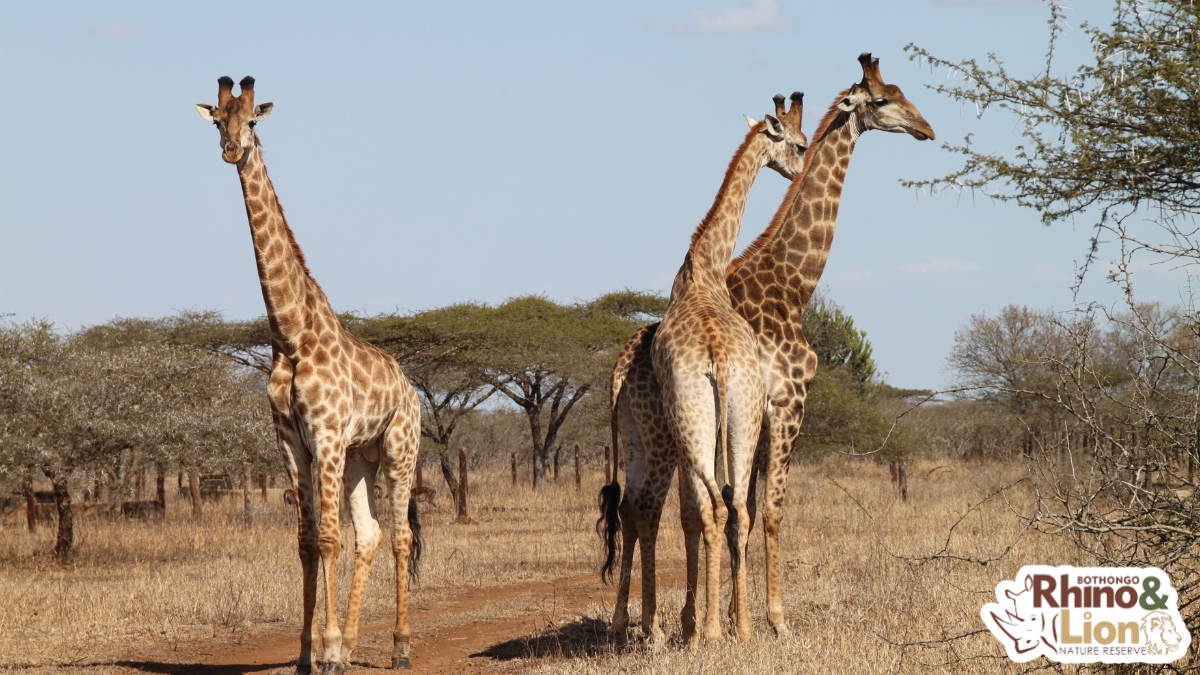 World Giraffe Day