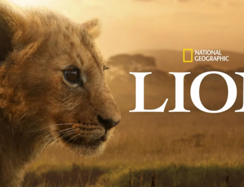 National Geographic Unveiled The Official Trailer For The 4 Part Series LION