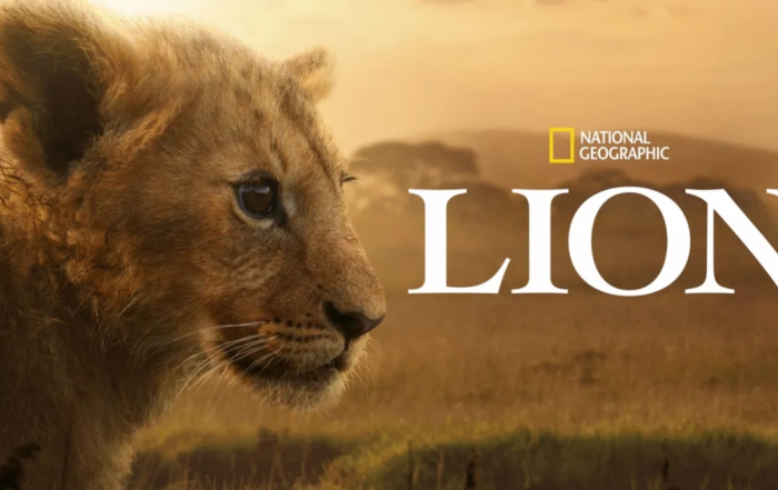 National Geographic 4 part series Lion